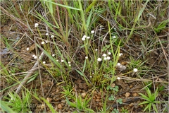 Eriocaulon quinquangulare